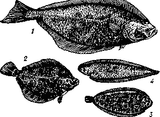 Камбалообразные: 1 — обыкновенный, или белокорый, палтус (Hippoglossus hippoglossus); 2 — морская камбала (Pleuronectes platessa); 3 — морской язык обыкновенный (Solea vulgaris); 4 — циноглосса южноамериканская (Cynoglossus marleyг).