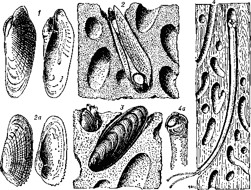 Моллюски камнеточцы: 1 — раковина морского сверла (.Pholas dactylus); 2 — белая барнеа (Ватеа Candida) в грунте, 2а — её раковина; 3 — обыкновенный морской финик (Lithophaga lithophaga) в камне; 4 — корабельный червь (Teredo navalis) в дереве, 4а — передний конец тела моллюска со   «сверлом».