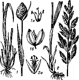 Канареечник: 1 — канареечник Канарский, 1а — детали цветка, 16 — колосок; 2 — канареечник   тростниковидный,    2а — колосок.
