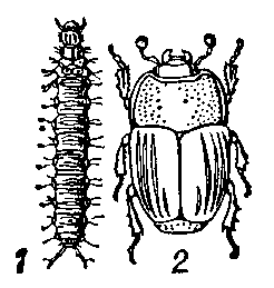 Карапузик   (Platysoma compressum):     1 — личинка;    2 — жук. 