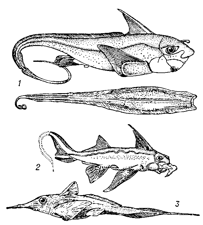 Химерообразные:    1 — европейская    химера и её яйцо в роговой   капсуле; 2 — Callorhyn chus antarcticus; 3 — Harriota sp.