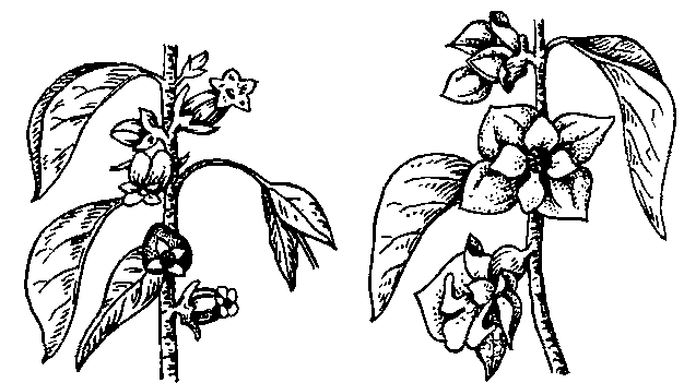 Хурма восточная: слева — мужские цветки, справа — женские.