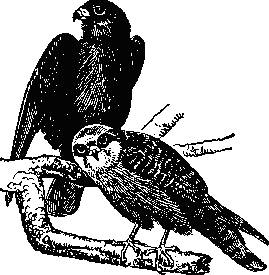 Обыкновенный   кобчик:   самец   (вверху)    и самка.