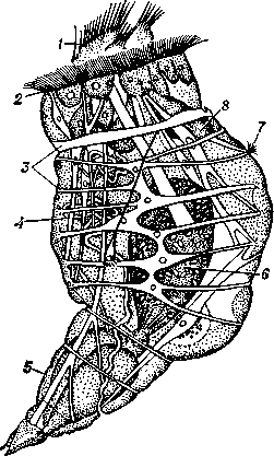 Коловратки. Вверху — коловращательный аппарат коловратки (Epiphanes senta): 1 и 2 — внутренние ряды ресничек (trochus); 3 — наружный ряд ресничек (cingulum); 4 — чувствительный волосок; 5 — вход в ротовое отверстие; 6 — мастаке. Внизу — самец (Е. senta) (вид сбоку): 1 — внутренние реснички; 2 наружные  реснички;   3 — мышцы;  4 — протонефридии;    5 — нога;   6 — семенник; 7 — дорсальное   щупальце; 8 — мозговой ганглий