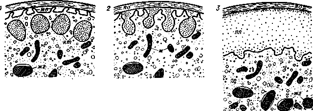 Последовательные стадии кортикальной реакции (схема): 1 — зрелое яйцо до начала реакции; 2 — выделение содержимого кортикальных телец; 3 — содержимое кортикальных телец выделено, образовалось перивителлиновое пространство; жг — желточные гранулы; кт — кортикальные тельца; м — митохондрии; мв — микронорсинки; пп — перивителлиновое пространство; яо — яйцевая оболочка.