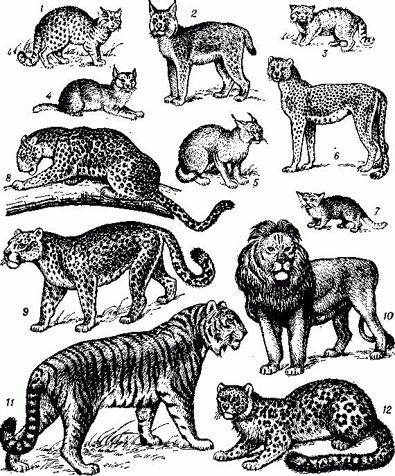 Кошачьи: 1 — бенгальская кошка (Felis bengalensis); 2 — рысь (Felis lynx); 3 — манул (Felis manul); 4 — камышовая кошка (Felis chaus); 5 — каракал (Felis caracal); 6 — гепард (Acinonyx jubatus); 7 — барханная кошка (Felis margarita); 8 — леопард (Panthera pardus); 9 — ягуар (Panthera onca); 10 — лев (Panthera   leo);   11 — тигр   (Panthera  tigris);  12 — снежный    барс    (Uncia uncia).
