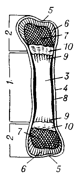 Схема строения трубчатой костн: 1 -- диафиз; 2 — эпифизы; 3 — костномозговая полость; 4 — надкостница; 5 — надхрящница; 6 — суставной хрящ; 7 — губчатое костное вещество; 8 — компактное костное вещество; 9 — эндохондральная (возникшая внутри хряща) кость; 10 — пластинка роста.