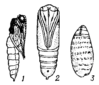 Типы    куколок:   1 — открытая или свободная (наездника); 2 — покрытая    (бабочки); 3 — скрытая (мухи).