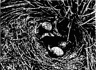Птенец    обыкновенной     кукушки    (Cuculus сапогих),   выбрасывающий   яйцо   из   гнезда лесного конька (Anthus trivialis).