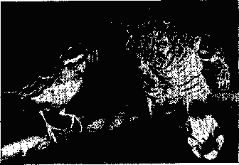 Черногорлая   овсянка   (Emberiza   tristrami), принёсшая корм  кукушонку.