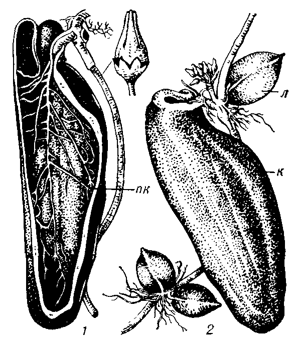 Дисхидия (Dischidia rafflesiana): 1 — разрез кубковидного листа (пк — придаточный корень): 2 — побеге листьями и соцветием (К — кубковидный лист, Л — обычный лист): вверху   в   центре — цветок.