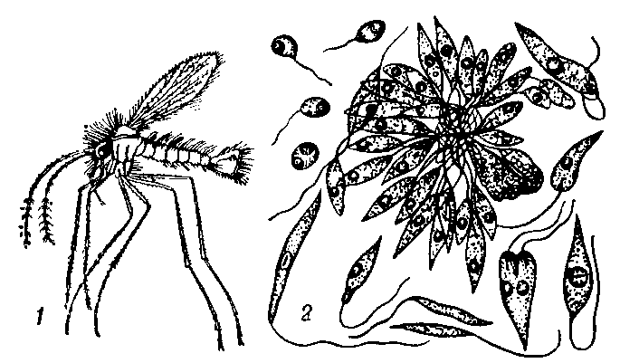 Москит (Phlebotomus papatasii) — переносчик лейшманий (1 ) и жгутиковые формы лейшманий в культуре (2).