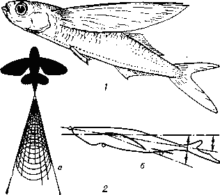 1 — обыкновенный долгопёр (Cheilopogon volitans). 2 — Схема взлёта летучей рыбы; а — вид сверху,   б — вид сбоку.