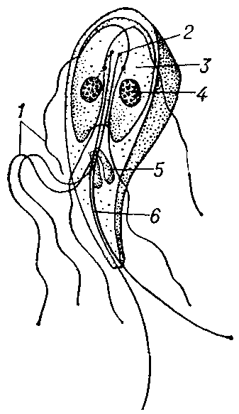 Лямблия (Lamblia intestinalis) (вид сбоку): 1 — жгутики; 2 — базальное тельце: 3 — присоска; 4 — ядро; 5 — парабазаль-ное тело; 6 — аксостиль.