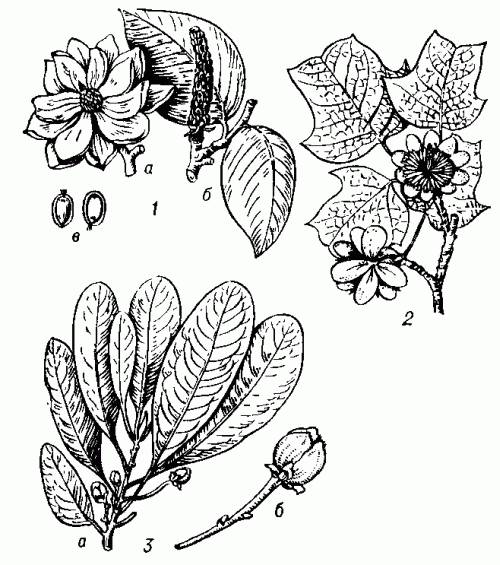 Магнолиевые: 1 — магнолия Кемпбелла (Magnolia campbellii): a — цветок, б — репродуктивный побег, в — семя (справа продольный разрез); 2 — тюльпанное дерево (Liriodendron tulipifera); 3 — дегенерия (Degeneria): a — цветущая   ветвь,  б — цветок.