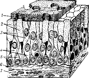 Схема строения многорядного реснитчатого эпителня: 1 — мерцательные реснички; 2 — бокаловидные клетки; 3 — мерцательные клетки; 4 — длинные вставочные клетки; 5 — короткие вставочные клетки; 6 — базальная   мембрана;    7 — соединительная   ткань.