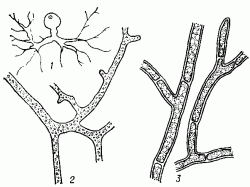 Типы мицелия: 1 — одноклеточный таллом с ризомицелием; 2 — неклеточный мицелий; 3 — клеточный мицелий.