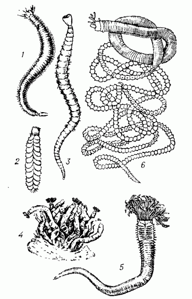 Многощетинховые черви: 1 — рода (Nereis); 2 — рода (Lepidonotus); 3 — пескожил рода (Arenicoia); 4 — сабеллида (Bhpira polymorpha) (сросток трубок на камне); 5 — она же (червь, вынутый из трубки); 6 — тихоокеанский пллоло (Eunice viridis).