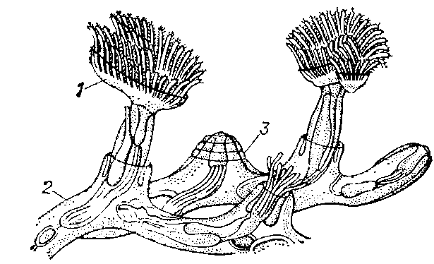 Мшанка   (Plumatella   repens)   (участок   колонии):   1 — полипид  с   расправленным   лофофором;   2 — стенка   цистида;    3 — втянутый полипид.