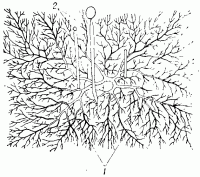 Вегетативное  тело  мукора:   мицелий   (1) со спорангиеносцами (2).