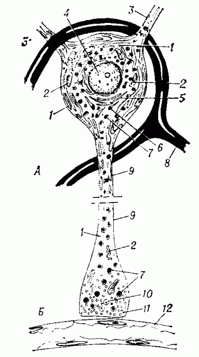 Рис. 2. Строение нейросекреторной клетки (схема): А — тело клетки; Б — терминаль аксона и аксовазальный синапс; 1 — эндоплазматическая сеть и рибосомы; 2 — митохондрии; 3 — дендриты; 4 — ядро клетки; 5 — пластинчатый комплекс; 6 — формирование гранул нейросекрета в пластинчатом комплексе; 7 — зрелые гранулы нейросекрета; 8 — капилляр, оплетающий тело клетки; 9 — аксон; 10 — запустевающие гранулы нейросекрета; 11 — синаптические пузырьки; 12 — капилляр, в который выделяются нейрогормоны.