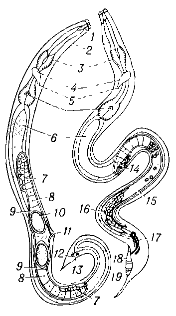 Схема строения нематод. Слева — самка, справа — самец: 1 — ротовая полость; 2 — пищевод; 3 — бульбусы пищевода; 4 — окологлоточное нервное кольцо: 5 — выделительная  пора; 6 — средняя кишка: 7 — яичник; 8 — яйцевод: 9 — матка; 10 —  яйцо в матке; 11 — женское половое отверстие; 12 — задняя кишка; 13 — анус; 14 — семенник;15 — семяпровод; 16 — семяизвергательный канал; 17 — спикулы; 18 — бурсальные крылья; 19 — рёбра бурсы (органы    осязания).