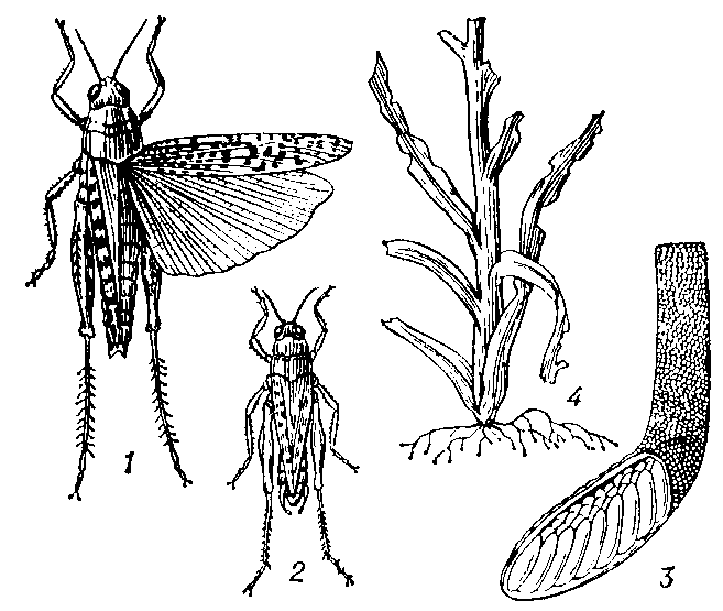 Обыкновенный прус: 1 — самка; 2 — самец; 3 — кубышка (боковая стенка удалена); 4 — повреждённое растение.