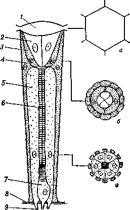Схема омматидия аппозиционного глаза насекомых: 1 — роговичная линза; 2 — кристаллический конус; 3 — главные (исходно корнеагенные) пигментные клетки; 4 — добавочные пигментные клетки; 5 — зрительные клетки; 6 — рабдом; 7 — базальная зрительная клетка; 8 — базальная мембрана, подстилающая дно глаза; 9 — аксоны зрительных клеток; а, б, в — плоскости сечения омматидия.