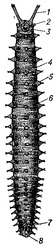 Онихофора    (Euperipatus    weldoni) с брюшной стороны: 1 — антенна; 2 — околоротовой сосочек; 3 — рот с челюстями; 4 — брюшные органы; 5 — отверстия целомодуктов; 6 — ножка; 7 — половое отверстие; 8 — анус.
