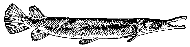 Панцнрная  щука  (Lepisosteus tristoechus).