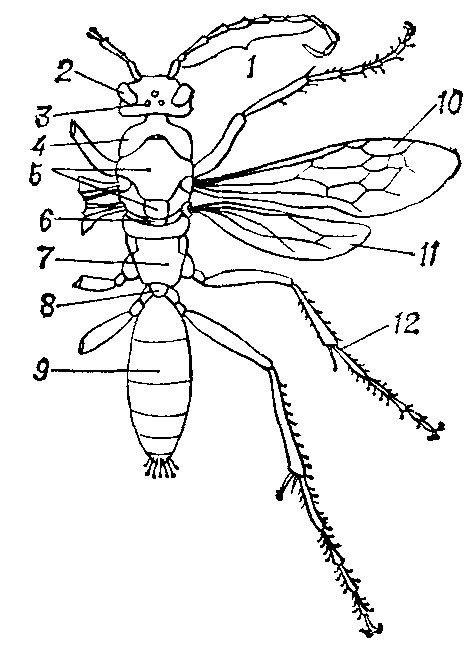 Строение тела дорожной осы (Priocnemis affinis): 1 — усик; 2 — фасеточный глаз; 3 — простой глазок; 4 — переднегрудь; 5 — среднегрудь; 6 — заднегрудь; 7 — проподеум (первый сегмент брюшка, слипшийся с грудью); 8 — подвижное сочленение груди и брюшка: 9 — брюшко; 10 — переднее крыло; 11 — заднее   крыло;    12 — нога.