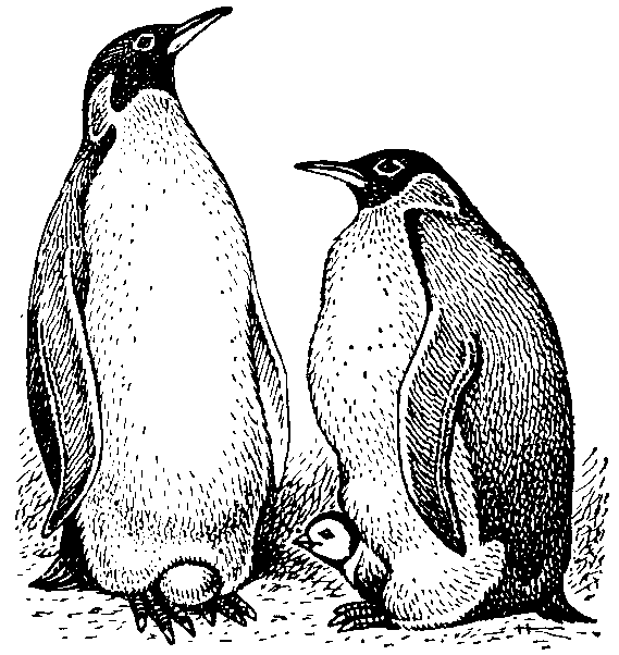 Императорский   пингвин   (самец):   слева — насиживающий   яйцо;   справа — с    вылупившимся  птенцом.