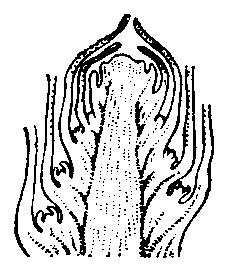 Почка побега семейного растения (схема продольного разреза); в пазухах зачатков нижних листьев видны зачатки пазушных почек.