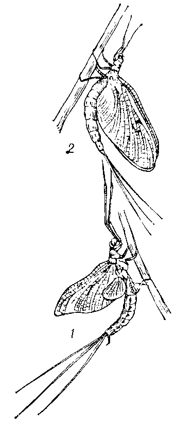 Обыкновенная подёнка (Ephemera    vulgata): 1 — субимаго; 2 — имаго.
