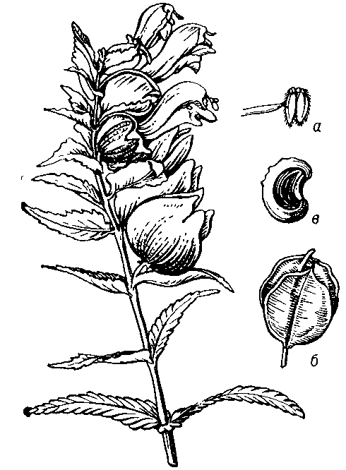Погремок большой (Rhinanthus major): a — тычинки; б — плод: в — семя.