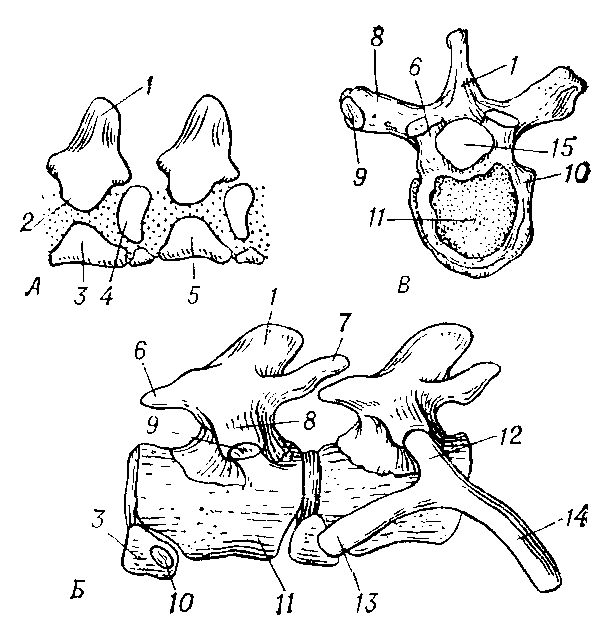 А — схема двух позвонков стегоцефалов; Б — два грудных позвонка примитивного пресмыкающегося; В — грудной позвонок человека (вид сверху). 1 — верхняя дуга и остистый отросток; 2 — эпицентр; 3 — гипоцентр; 4 — верхний плевроцентр; 5 — нижний плевроцентр; 6 — передний суставной отросток (у человека верхний); 7 — задний суставной отросток (у человека нижний); 8 — поперечный отросток; 9 — фасетка для бугорка ребра; 10 — фасетка для головки ребра; 11 — тело позвонка (нижний плевроцентр); 12 — бугорок ребра; 13 — головка ребра; 14 — ребро; 15 — спинномозговой   канал.