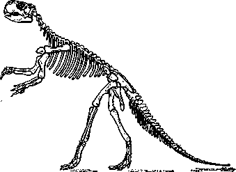 Скелет пситтакозавра (Psittacosaurus mongoliensis).