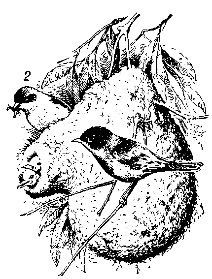 Ремез  у   гнезда  с  птенцами:  1 — самец; 2 — самка.