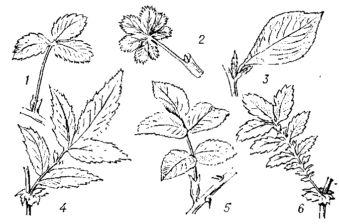Форма    листьев    розовых:   1 — земляники; 2 — манжетки;      3 — груши;       4 — таволги; 5 — шиповника; 6 — репешка.