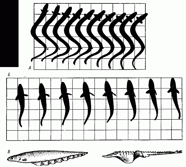 Способы движения рыб: А, Б — при помощи волнообразных движений тела (соответственно угорь и треска); В —слева --при помощи анального плавника (электрический угорь), справа — при помощи грудных плавников (скат).