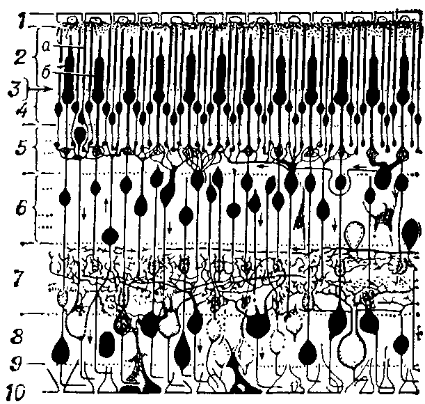 Схема   строения   (слон)   сетчатки   человека: 1 — пигментный эпителий; 2 —наружные сегменты палочек (а) и колбочек (6); 3 — наружная пограничная мембрана; 4 — наружный ядерный слой; 5 — наружный синаптический   слой;   6 — внутренний   ядерный   слой; 7 — внутренний синаптический слой; 8 — слой ганглиозных клеток; 9 — слой нервных волокон; 10 — внутренняя пограничная мембрана.     Вертикальные    стрелки    обозначают направление   проведения  импульса.