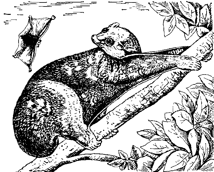Филиппинский   шерстокрыл    (Cynocephalus volans).