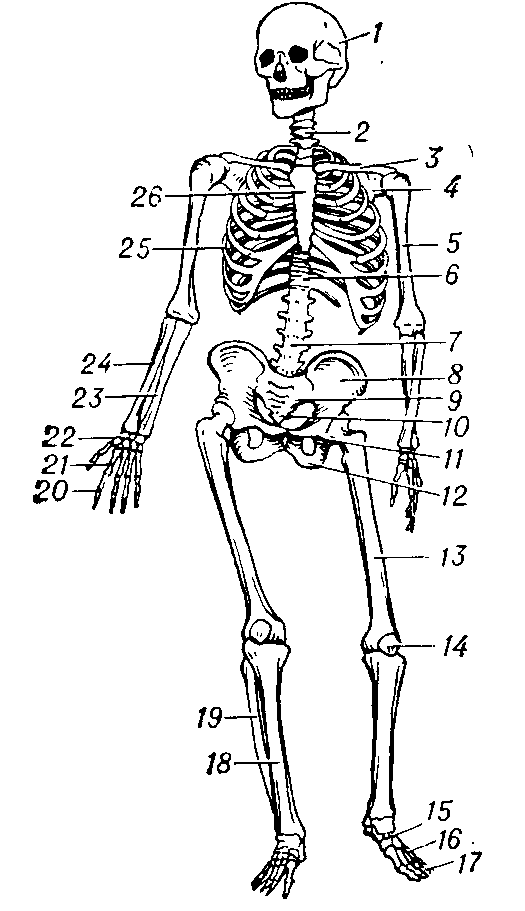 Скелет человека: 1 — череп; 2 — шейные позвонки; 3 — ключица; 4 — лопатка; 5 — плечевая кость; 6 — грудные позвонки; 7 — поясничные позвонки; 8 — подвздошная кость; 9 — крестец; 10 — копчик; 11 лобковая кость; 12 — седалищная кость; 13 — бедренная кость; 14 — надколенник; 15 — предплюсна; 16 — плюсна; 17 — фаланги стопы; 18 — большая берцовая кость; 19 — малая берцовая кость; 20 — фаланги кисти; 21 — пясть; 22 — запястье: 23 — локтевая кость; 24 — лучевая кость; 25 — рёбра; 26 — грудина.