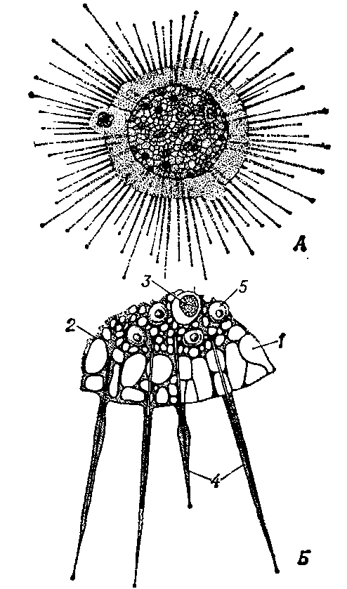 Солнечник (Actinosphaerium eichhorni): A — общий вид; Б — участок тела при большем увеличении: 1 — эктоплазма; 2 — эндоплазма;  3 — пища; 4 — аксоподии;  5 — ядро.