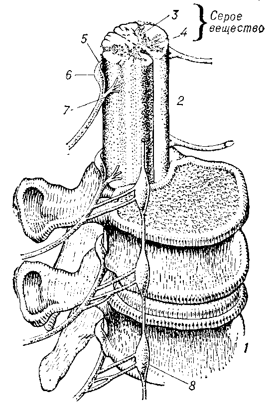 Сегмент спинного мозга (схема): 1 — позвоночник; 2 — спинной мозг; 3 — дорсальный рог серого вещества; 4 — вентральный рог серого вещества; 5 — афферентный корешок; 6 — дорсально-корешковый ганглий; 7 — эфферентный корешок; 8 — симпатический ганглий.