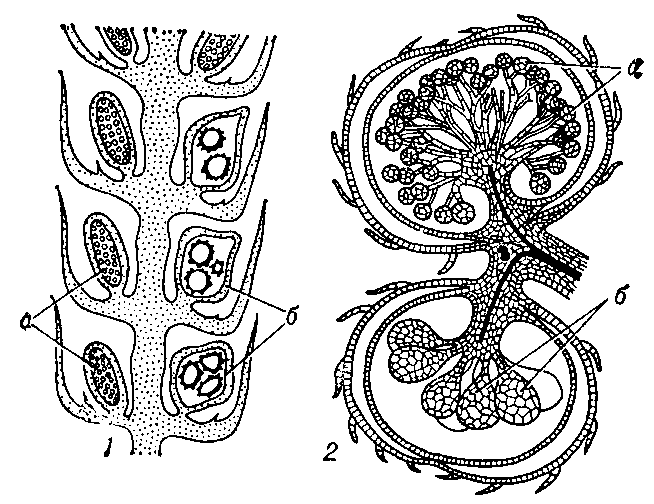 Продольный разрез стробила у селагинеллы (1) и микро- н мегасорусоа у сальвинии (2), а — микроспорангии,    б — мегаспорангии.