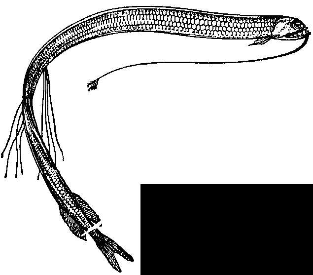 Представитель стомиевидиых - макростомия (Macrostomias longibarbatus).
