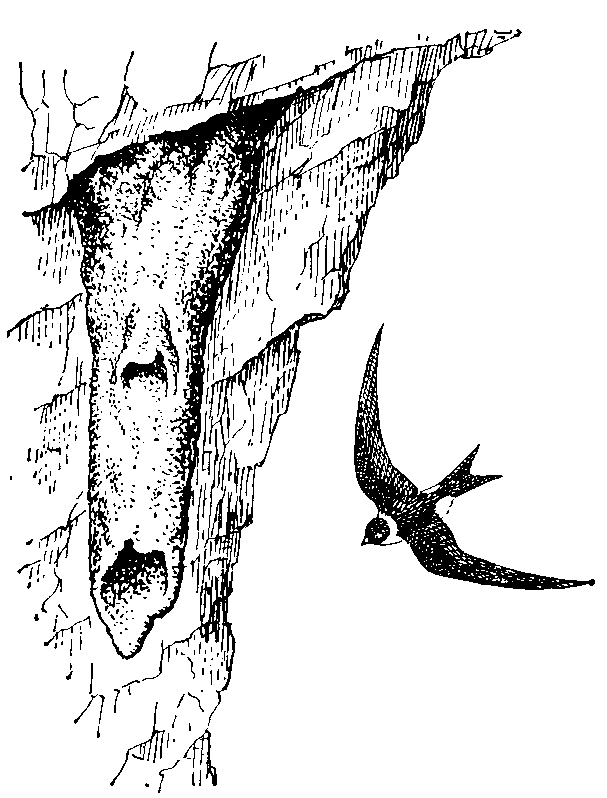Кайенский стриж (Panyptila   cayennensis) около гнезда.