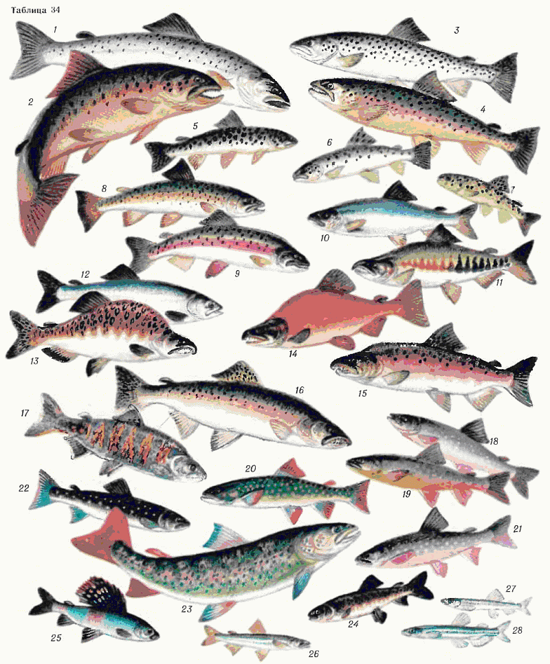 Рыбы Японского Моря Фото