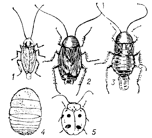 Таракановые: 1 — прусак (самка с оотекой); 2, 3 — чёрный таракан (соответственно самец и самка с оотекой); 4 — техасский муравьелюб (Attapkila fungicola), живущий в гнёздах муравьев-листорезов; 5 — филиппинский таракан (Prosoplecta semperi).